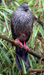 Andean Guan Penelope © John Muddeman